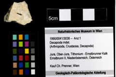 Foto (Objekt + Etiketten) von Decapoda indet. 